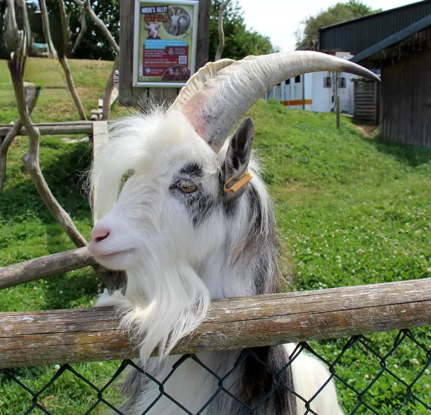 Rare breed goat becomes mascot as school unveils partnership - East Sussex Newspaper