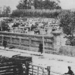 Hailsham-Market